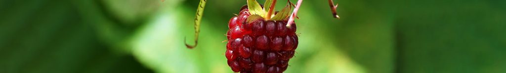 Raspberry Ketone Matas - hvorfor købe der? -> her kan du købe med stor rabat og PENGE TILBAGE GARANTI